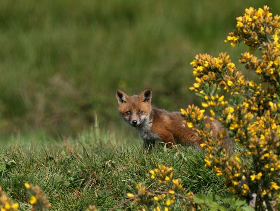 Fox <i>Vulpes vulpes</i>